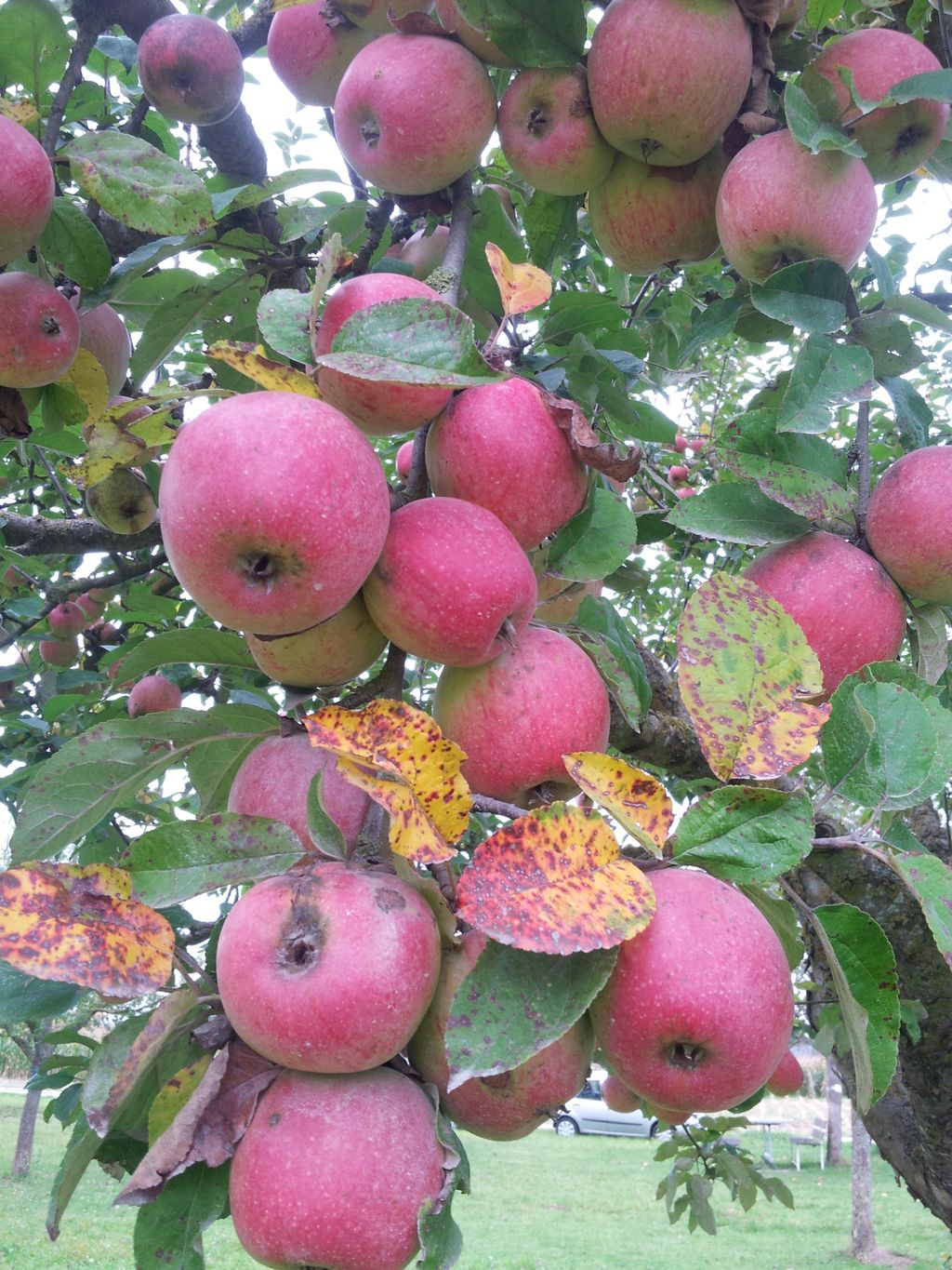 Apfelbaum