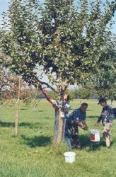 Obsternte 2006 09
