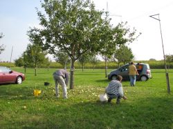 Obsternte 2009 04