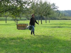 Obsternte 2009 06