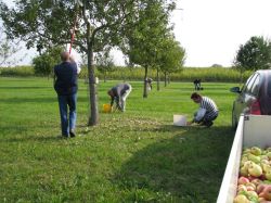Obsternte 2009 09